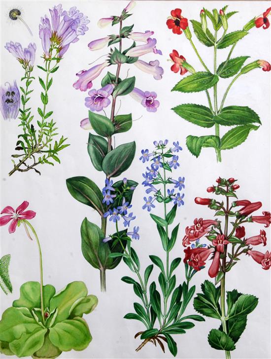 Barbara Mary Steyning Everard (1910-1990) four original designs for Wild Flowers of the World (plates 144, 158, 164, 166) 17 x 13in.